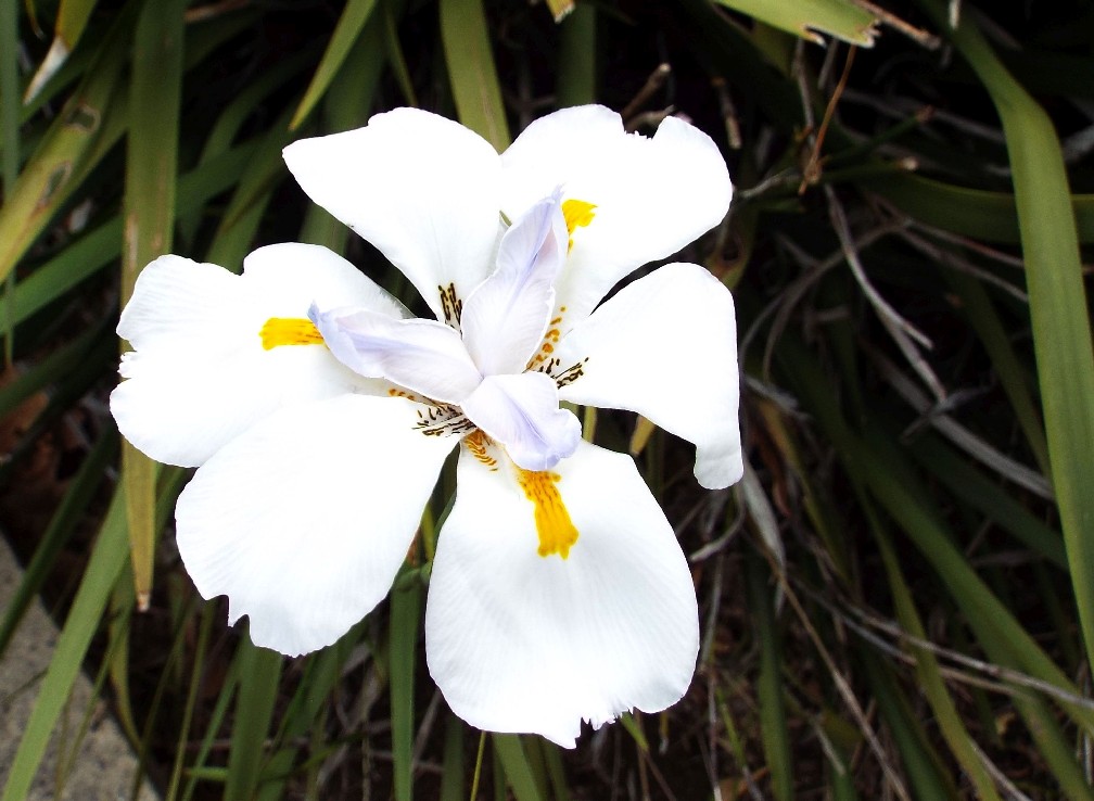 Fiori australiani 1
